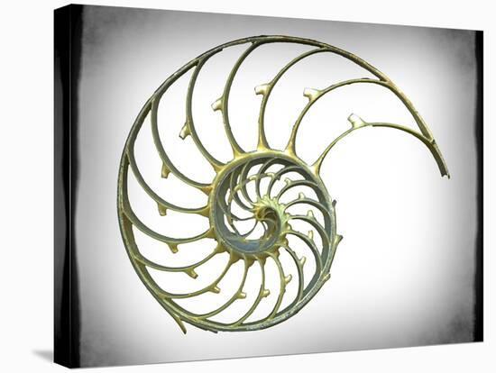 Sectioned Shell of a Nautilus, Artwork-PASIEKA-Premier Image Canvas
