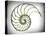 Sectioned Shell of a Nautilus, Artwork-PASIEKA-Premier Image Canvas