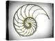 Sectioned Shell of a Nautilus, Artwork-PASIEKA-Premier Image Canvas