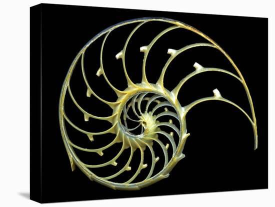 Sectioned Shell of a Nautilus-PASIEKA-Premier Image Canvas