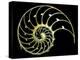 Sectioned Shell of a Nautilus-PASIEKA-Premier Image Canvas