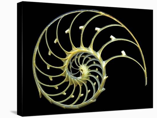 Sectioned Shell of a Nautilus-PASIEKA-Premier Image Canvas