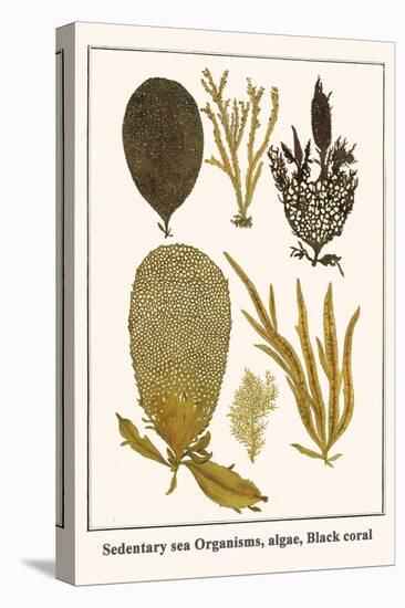 Sedentary Sea Organisms, Algae, Black Coral-Albertus Seba-Stretched Canvas