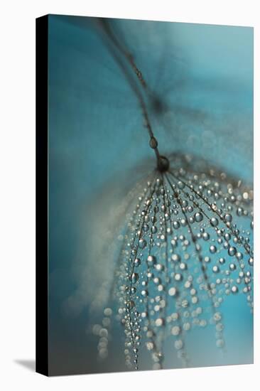 Seed and drops-Heidi Westum-Premier Image Canvas