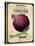 Seed Packet - Onion-The Saturday Evening Post-Premier Image Canvas