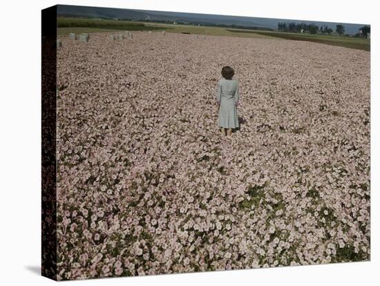 Seeds and Flowers-George Strock-Premier Image Canvas