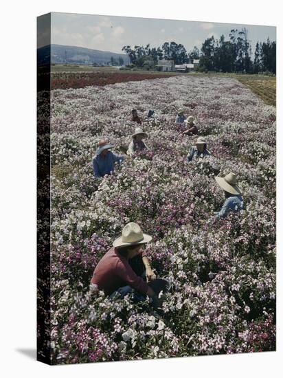 Seeds and Flowers-George Strock-Premier Image Canvas