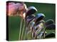 Selecting Golf Club-Mitch Diamond-Premier Image Canvas