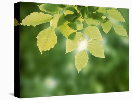 Selective Focus Close Up of Green Leaves Hanging from Tree-null-Premier Image Canvas