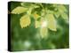Selective Focus Close Up of Green Leaves Hanging from Tree-null-Premier Image Canvas