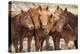 Semi-wild Mongolian horses keeping close in the Mongolian steppes, Mongolia, Central Asia, Asia-Frederic Courbet-Premier Image Canvas