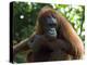 Semi-Wild Orang Utan-Annie Owen-Premier Image Canvas