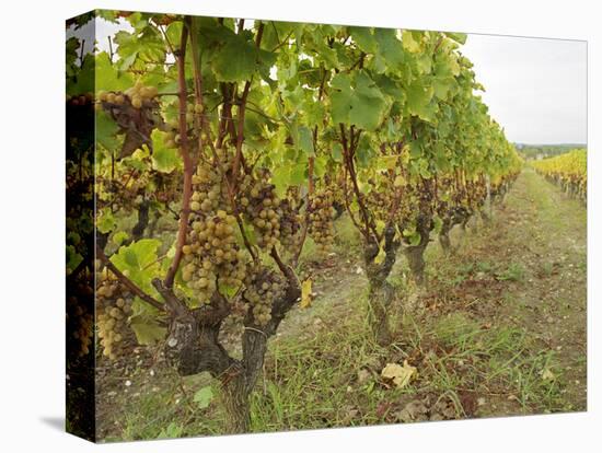 Semillon Grapes with Noble Rot on Vines, Chateau d'Yquem, Sauternes, Bordeaux, Gironde, France-Per Karlsson-Premier Image Canvas