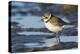 Semipalmated Plover-Ken Archer-Premier Image Canvas