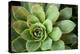 Sempervivum Rupicolum I-Erin Berzel-Premier Image Canvas