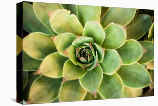 Sempervivum Rupicolum III-Erin Berzel-Premier Image Canvas