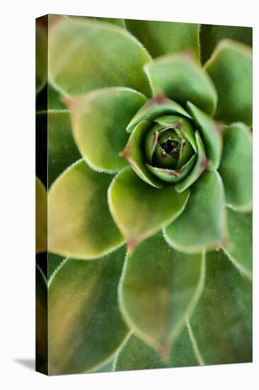 Sempervivum Rupicolum IV-Erin Berzel-Premier Image Canvas