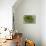 Sempervivum Succulent II-Erin Berzel-Premier Image Canvas displayed on a wall