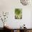 Sempervivum Succulent IV-Erin Berzel-Premier Image Canvas displayed on a wall