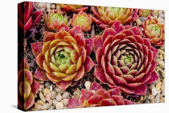 Sempervivum Tectorum-Charles Bowman-Premier Image Canvas