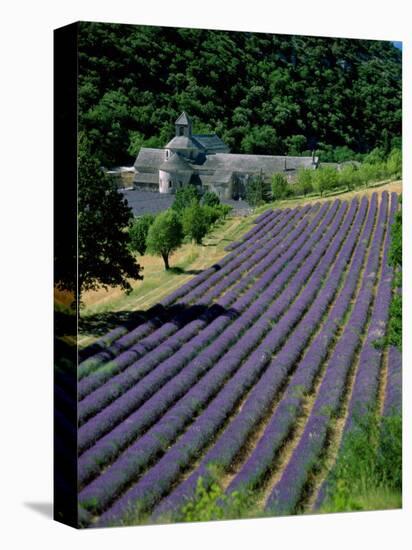 Senaque Abbey and Lavender Fields, Gordes, Provence, France-Steve Vidler-Premier Image Canvas