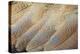 Senegal Bustard Close-Up of Feathers-Darrell Gulin-Premier Image Canvas