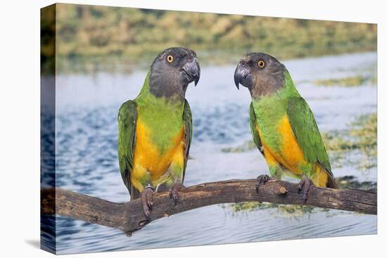 Senegal Parrot Two-null-Premier Image Canvas