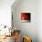 Sensation in Red-Philippe Sainte-Laudy-Premier Image Canvas displayed on a wall