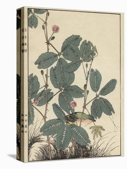 Sensitive Plant, Olive Sparrow-Imao Keinen-Premier Image Canvas
