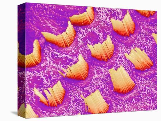 Sensory hair of inner ear (rat)-Micro Discovery-Premier Image Canvas