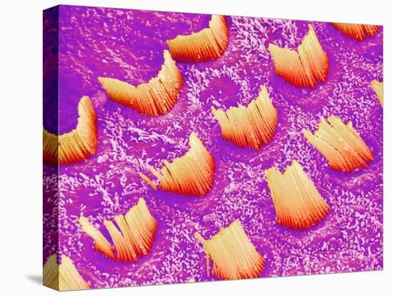Sensory hair of inner ear (rat)-Micro Discovery-Premier Image Canvas