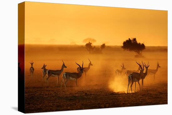 Sentinels-Mathilde Guillemot-Premier Image Canvas