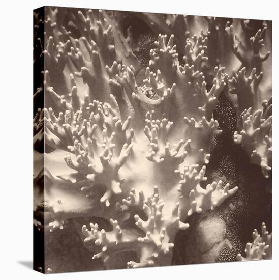 Sepia Barrier Reef Coral I-Kathy Mansfield-Premier Image Canvas