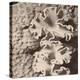 Sepia Barrier Reef Coral IV-Kathy Mansfield-Stretched Canvas