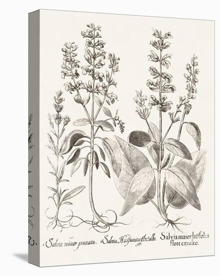 Sepia Besler Botanicals III-Basilius Besler-Stretched Canvas