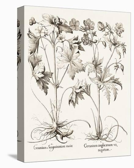 Sepia Besler Botanicals V-Basilius Besler-Stretched Canvas