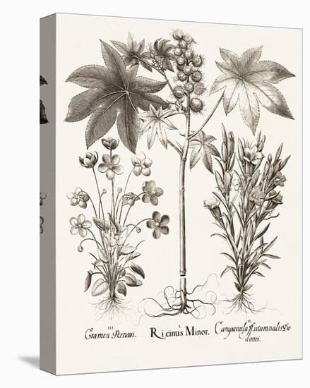 Sepia Besler Botanicals VI-Basilius Besler-Stretched Canvas