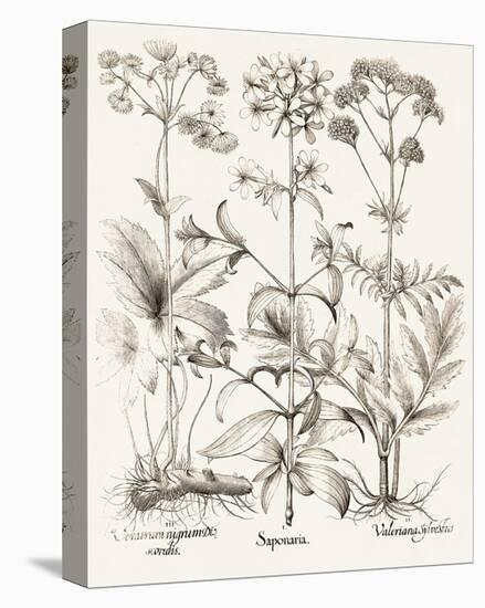 Sepia Besler Botanicals VII-Basilius Besler-Stretched Canvas