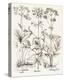 Sepia Besler Botanicals VII-Basilius Besler-Stretched Canvas