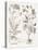 Sepia Besler Botanicals VIII-Basilius Besler-Stretched Canvas