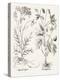 Sepia Besler Botanicals VIII-Basilius Besler-Stretched Canvas