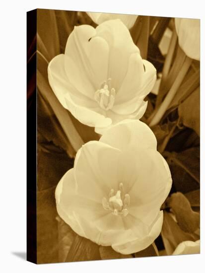 Sepia Blooms I-Jairo Rodriguez-Premier Image Canvas