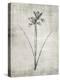 Sepia Botanical 2-Denise Brown-Stretched Canvas