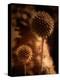 Sepia Dandelions-Robert Cattan-Premier Image Canvas