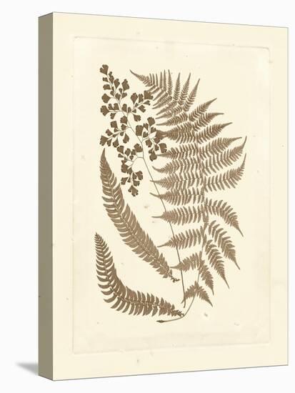 Sepia Ferns III-Vision Studio-Stretched Canvas