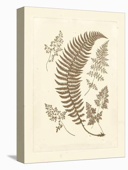 Sepia Ferns IV-Vision Studio-Stretched Canvas