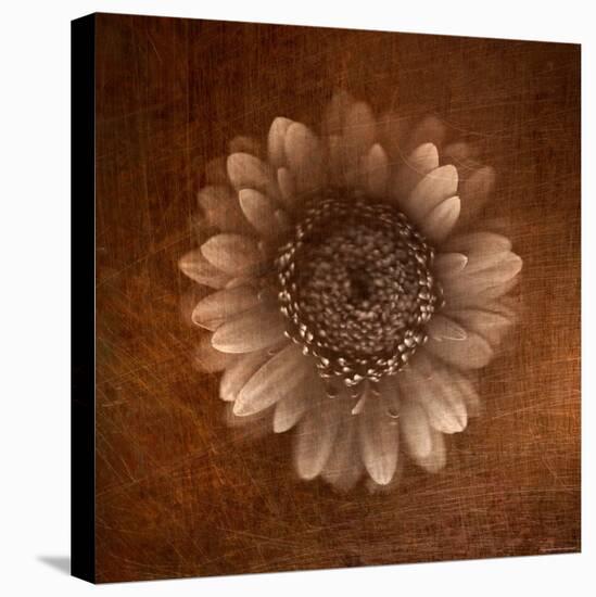 Sepia Gerbera Daisy-Robert Cattan-Premier Image Canvas