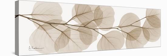 Sepia Kaluptos eucalyptus-Albert Koetsier-Stretched Canvas
