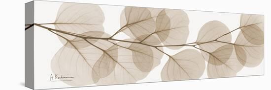 Sepia Kaluptos eucalyptus-Albert Koetsier-Stretched Canvas