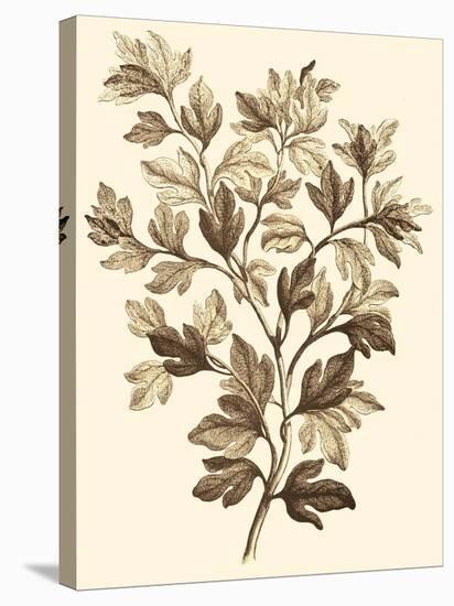 Sepia Munting Foliage I-Abraham Munting-Stretched Canvas